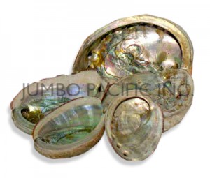 Abalone Obusa Kahelo